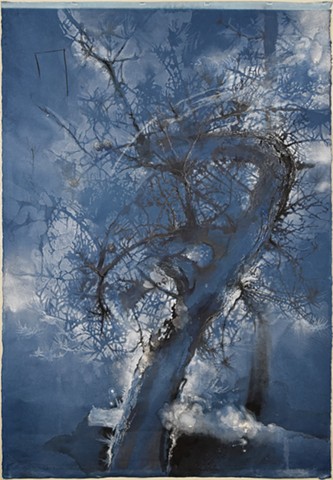 Pine Barrens Pitch Pine portrait