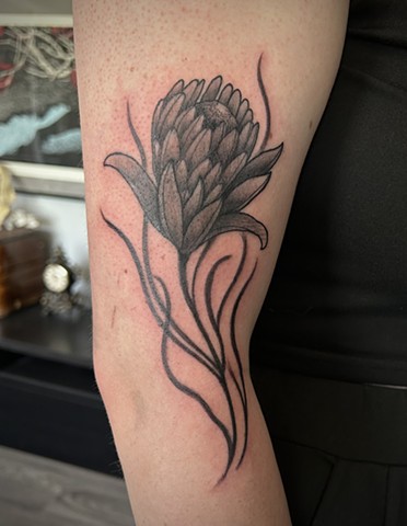 Protea flower for her