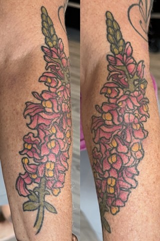 Snapdragons healed 2-4yrs