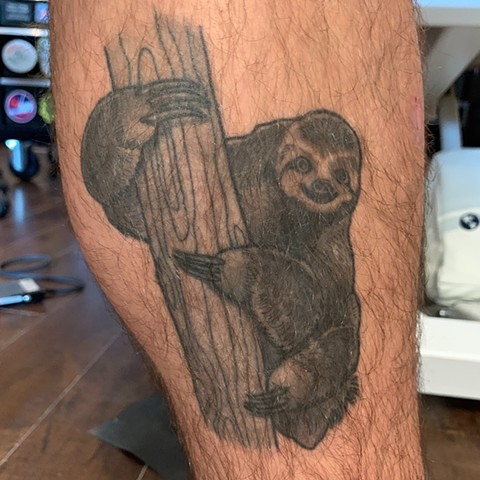 Healed and Hairy Sloth