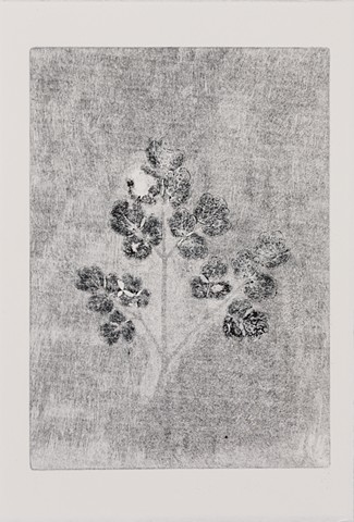 Monotype