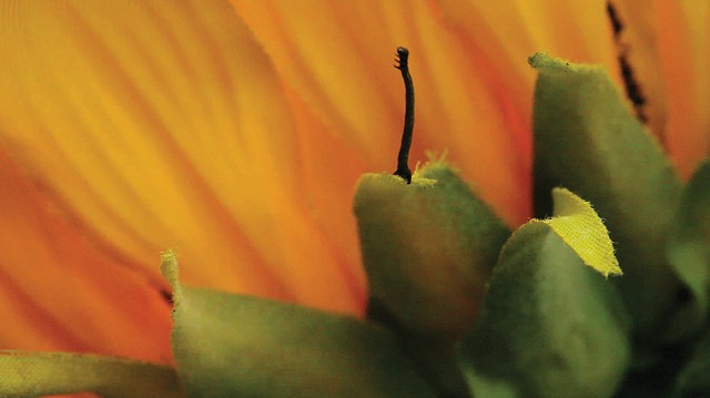 Two Inches on a Sunflower/ Dos pulgadas en Girasol