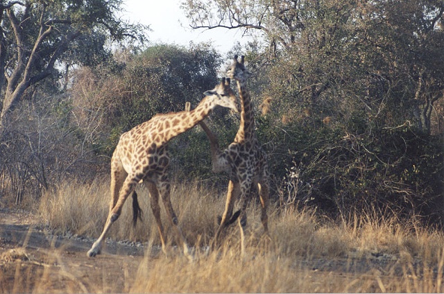 Thornicroft's Giraffes