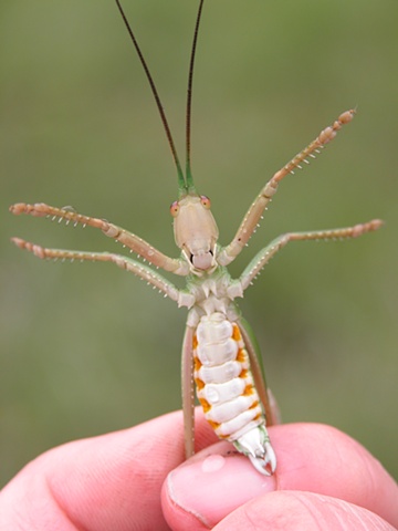 Carnivorous grasshopper