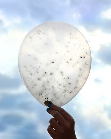 Milkweed Dispersal Balloons