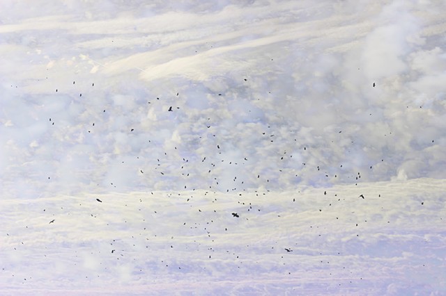 One Hour of Birds (Carolyn Guinzio - Through a piece of sky, Just before the murmuration, Her in-laws yard in rural Kentucky)
