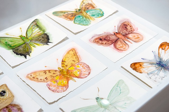 Detail of Nabokov's (Invented) Butterflies in vitrine