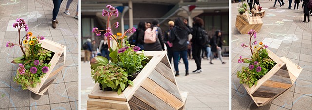 Garden for a Changing Climate at UIC