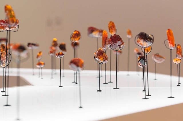 Amber Archive installed at the MSU Broad as part of "Jenny Kendler: The Long Goodbye"