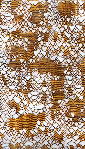 Digitally stitched pattern taken directly from the shell of the Textile Cone snail, printed on silk to create the shroud