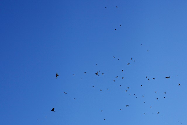One Hour of Birds (Lilly McElroy - Morning in her Highland Park front yard, Hoping for the unkindness of ravens to return, Los Angeles)