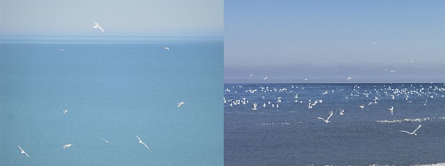 One Hour of Birds [Katherine Trumbull Fimreite
 - Watching from her window overlooking Lake Michigan, Chicago (left) & One Hour of Birds  – Devotion, Edgewater Beach, Chicago (right)]
