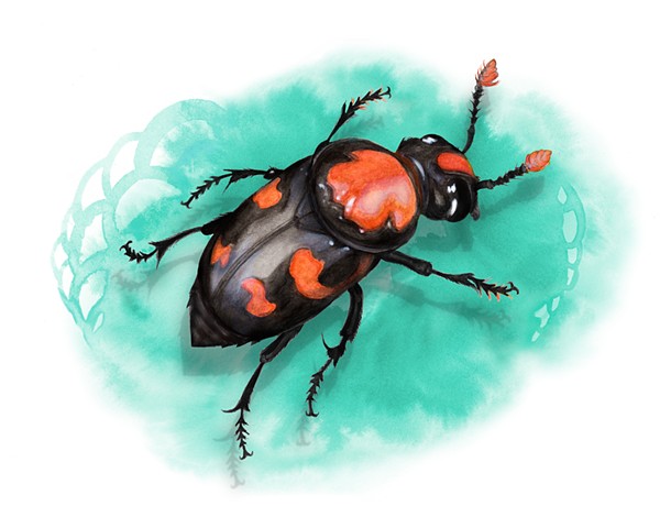 American Burying Beetle print by Jenny Kendler