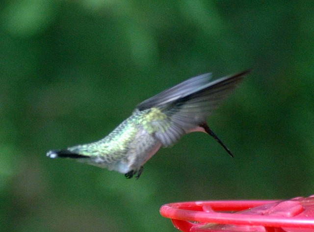 Humming bird coming in for a snack