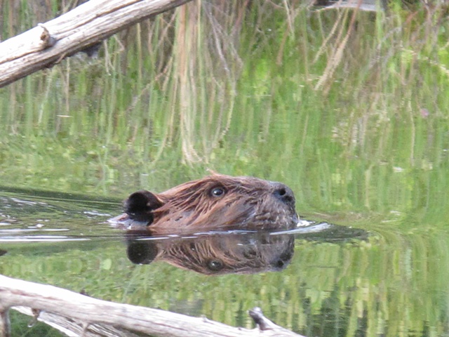 Beaver 