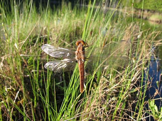 Newly -emerged dragonfly