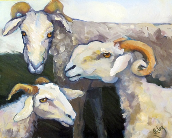 Trois Moutons de Martine #2