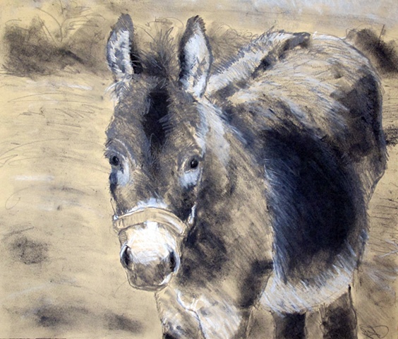 graphite drawing of a donkey