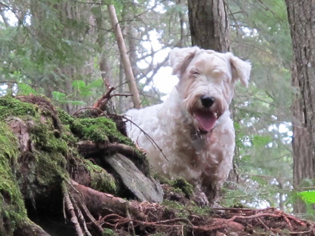 Rosie hiking in the woods