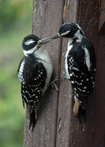 hairy woodpeckers