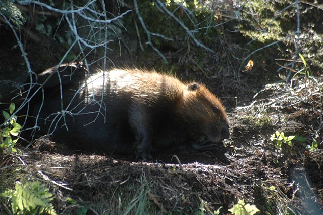 Beaver scratching