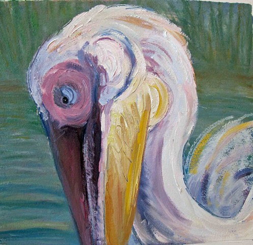 Pink-Backed Pelican: Detail from Wading Birds of Uganda