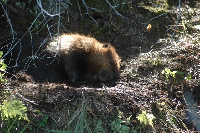 Beaver napping