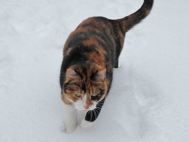 Mishti checking out the snow