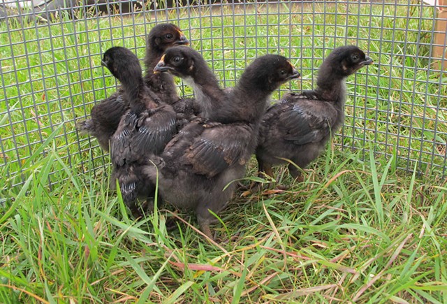6 hen chicks
