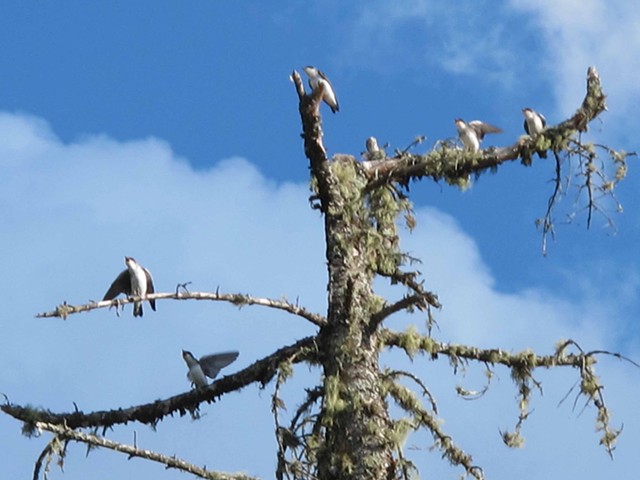fledgling tree swallows