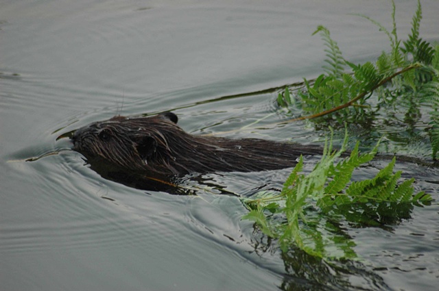 Beaver with ferns