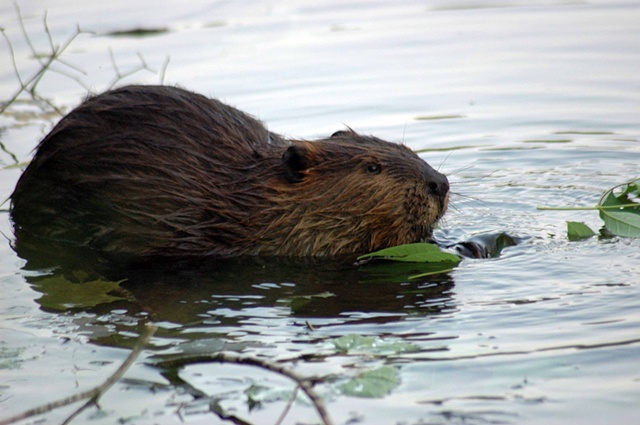 Beaver snacking on maple branches