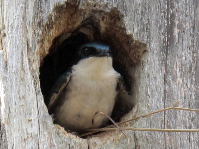 Nesting tree swallow