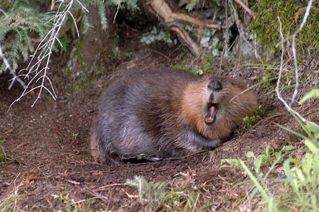 beaver yawning