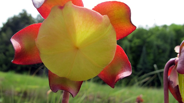 Pitcher plant flower