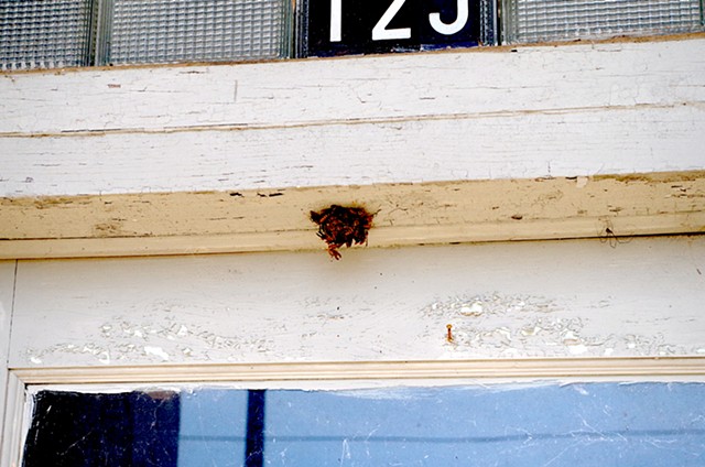 Wasp 123. Richland, GA