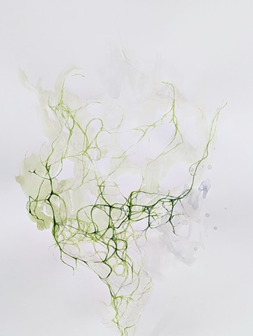 Lichen