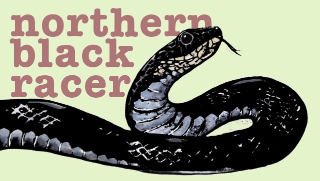 Northern Black Racer