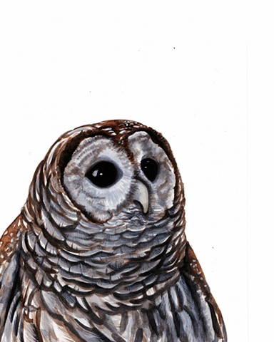 Merlin, Barred Owl