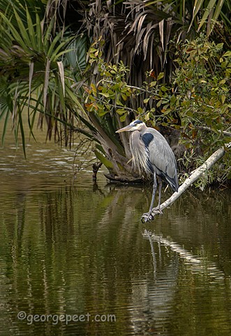 Blue Heron on the Island Course _Kingwood, TX