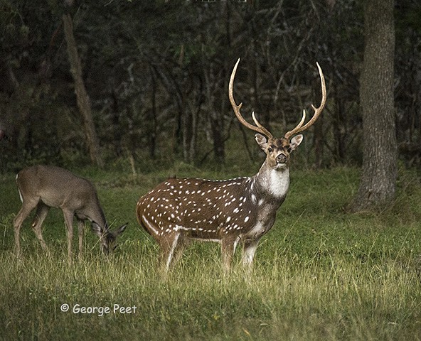 Texas Hill Country Deer #6