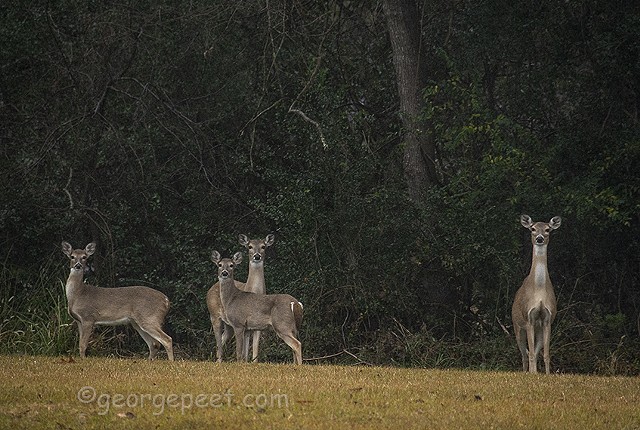 Deer on the Island Course _The Clubs of Kingwood, TX
