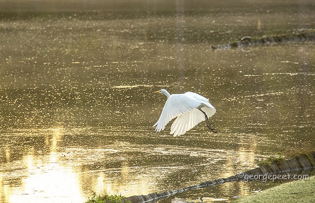 Egret on the Island Course _The Clubs of Kingwood, TX