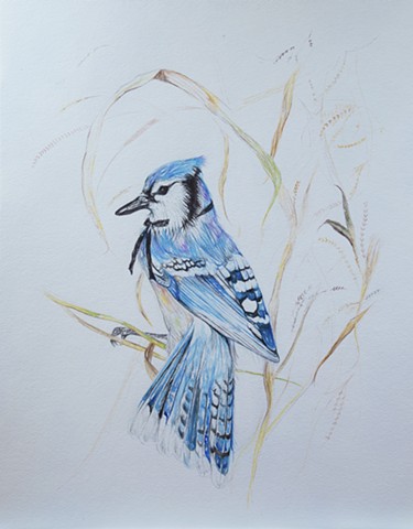 Bluegrass Bird