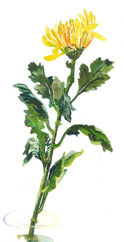 Watercolor Painting by Qing Song, Chrysanthemum, Flower