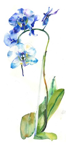 Watercolor Painting by Qing Song, Orchids