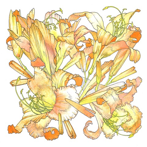 Roadside Daylily (Ditch Lily), Hemerocallis fulva
