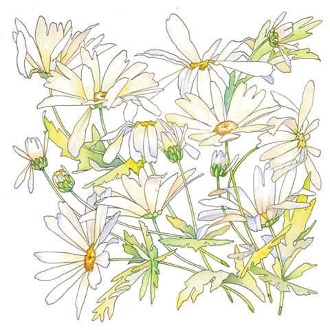 Shasta Daisy, Leucanthemum × superbum
