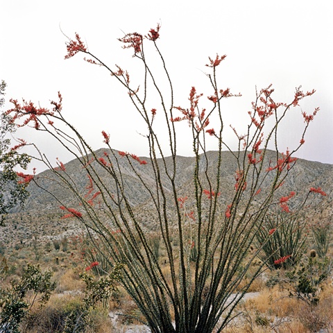 Anza Borrego desert flower archival pigment print photograph by Chris Danes