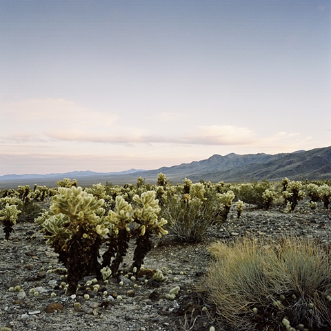 Joshua Tree desert landscape archival pigment print photograph by Chris Danes